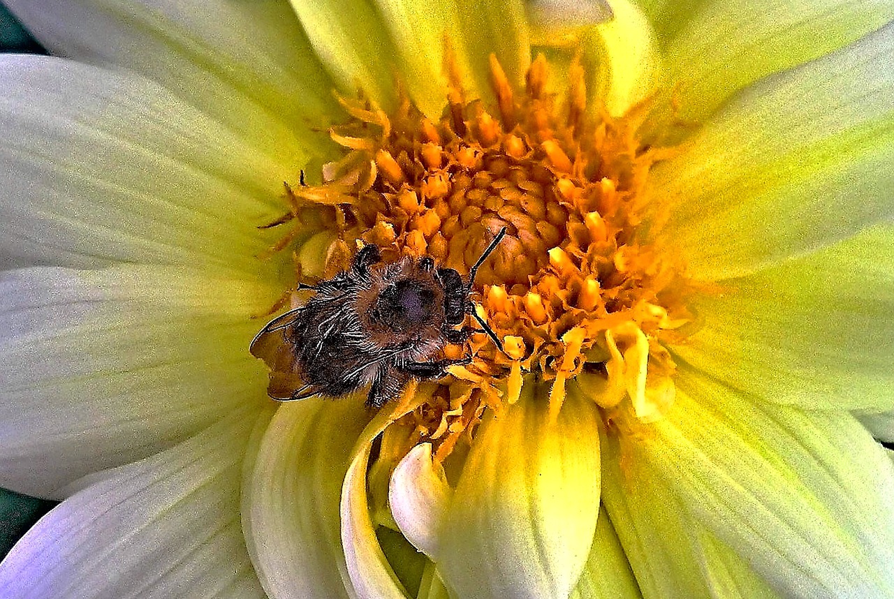 Pyłek pszczeli